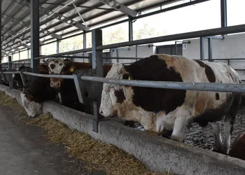 Bursalı kuzenler devlet desteğiyle çiftlik kurdular