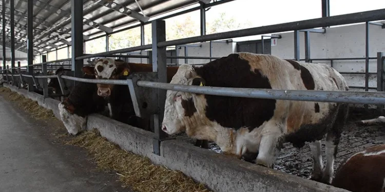 Bursalı kuzenler devlet desteğiyle çiftlik kurdular