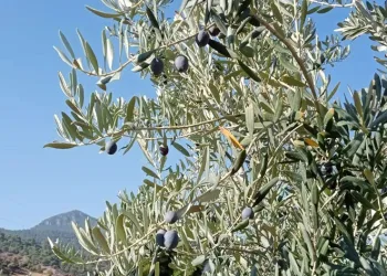 Eskişehir’de zeytin rekoltesi düştü