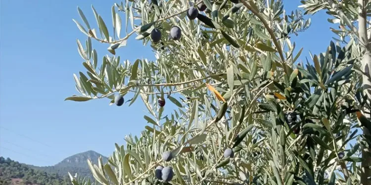 Eskişehir’de zeytin rekoltesi düştü