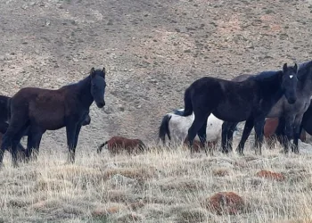 Yüzlerce yılkı atı doğaseverler tarafından görüntülendi