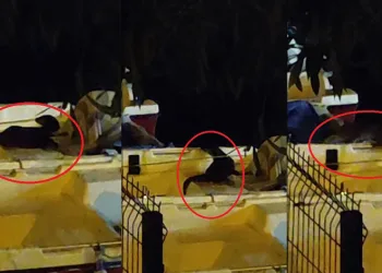 Nesli tükenme tehlikesinde olan su samuru