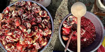 Daldan sofraya ekşi yolculuk