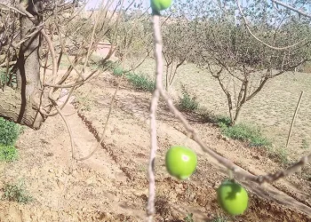 Papaz erik sonbaharda ikinci ürününü verdi