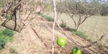 Papaz erik sonbaharda ikinci ürününü verdi