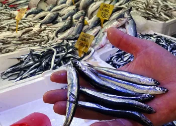Bollaşan hamsinin fiyatı ucuzladı