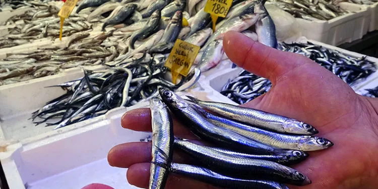 Bollaşan hamsinin fiyatı ucuzladı