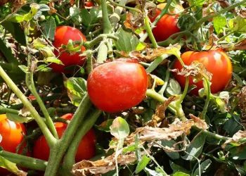 Ayaş domatesi AB tescili aldı