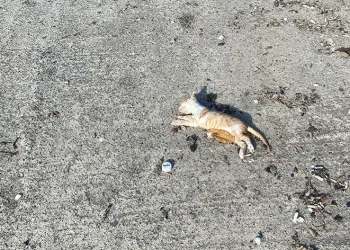 Bir çok kedi dev dalgalar arasında boğuldu