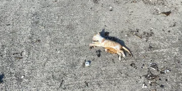 Bir çok kedi dev dalgalar arasında boğuldu