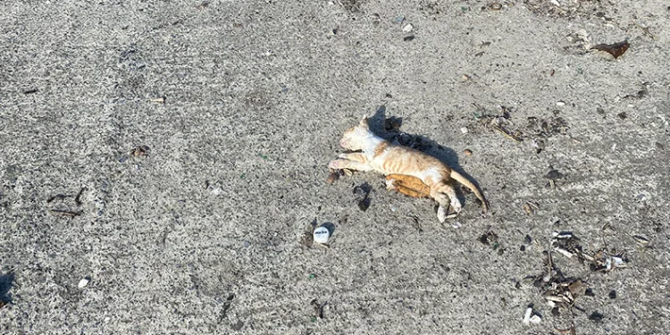 Bir çok kedi dev dalgalar arasında boğuldu