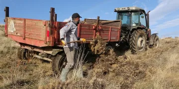 Tatvan’da kışlık yakacak mesaisi