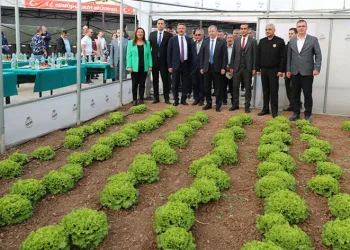 Tarla değil cezaevi