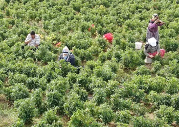 Deprem kentinde ‘en acı’ hasat