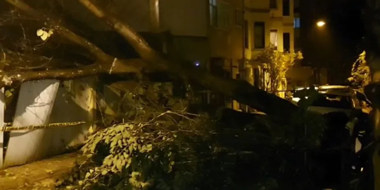 Evin bahçe duvarına ağaç devrildi
