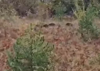 Domuz sürüsü fırtınadan böyle kaçtı