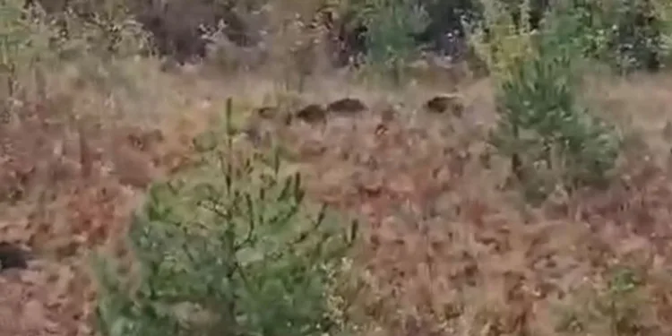 Domuz sürüsü fırtınadan böyle kaçtı