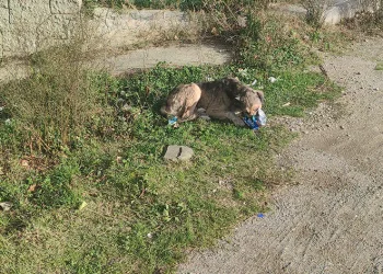 Cips hırsızı köpek kamerada