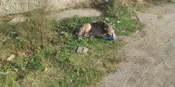 Cips hırsızı köpek kamerada