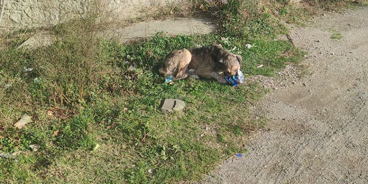 Cips hırsızı köpek kamerada