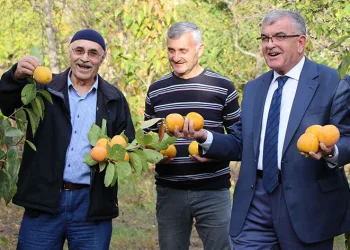 Amasyalıların ‘Sarı altını’