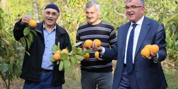 Amasyalıların ‘Sarı altını’