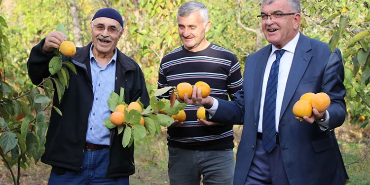 Amasyalıların ‘Sarı altını’