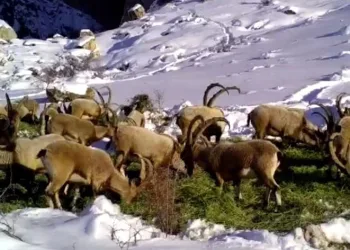 Yaban hayvanları için doğaya yem bırakıldı