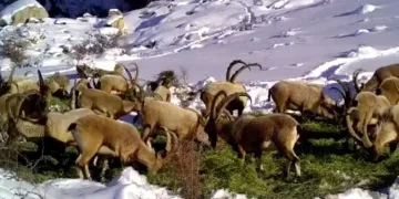 Yaban hayvanları için doğaya yem bırakıldı
