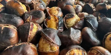Gaziantep’te kestane sezonu başladı