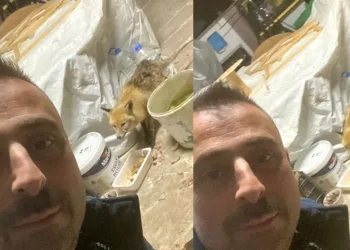 Bahçeye gelen tilkiyi elleriyle besledi