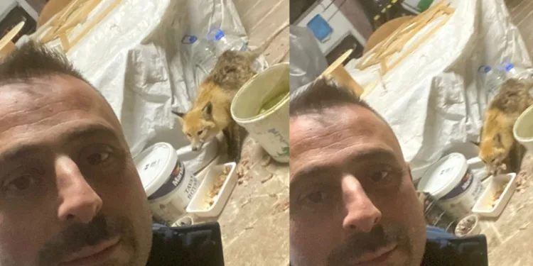 Bahçeye gelen tilkiyi elleriyle besledi