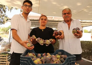 Akdenizli incir üreticilerine bilimsel destek