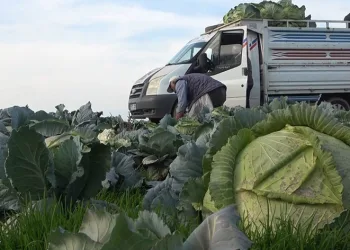 Lahana üretiminden 90 milyonluk gelir