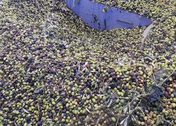 Zeytinde rekoltenin düşük olması bekleniyor