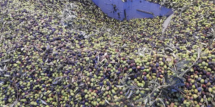 Zeytinde rekoltenin düşük olması bekleniyor