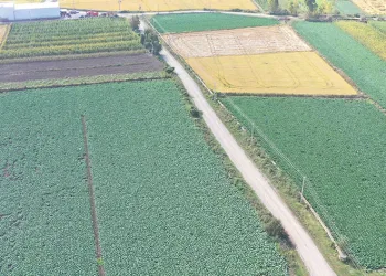 Samsun tarım ürünlerinde Türkiye’de ilk sıralarda