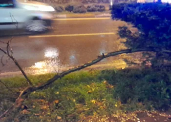 Kafasına ağaç dalı düşen kadın yaralandı