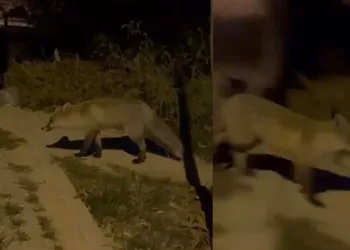 Aç kalan tilki şehir merkezine indi