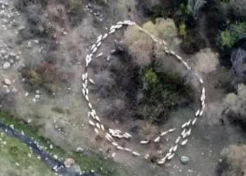 Çin’den sonra Türkiye’de de görüldü
