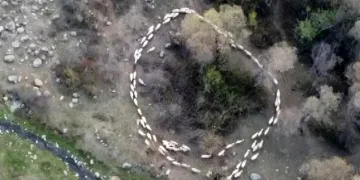 Çin’den sonra Türkiye’de de görüldü