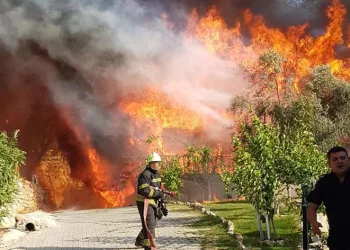 Aydın ve Muğla’da 819 hektar alan yandı