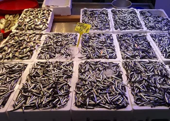 Fırtına hamsi fiyatlarını da uçurdu