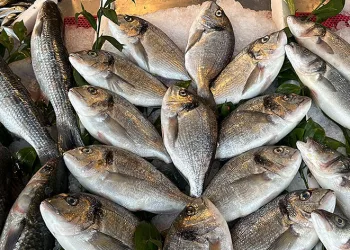 Sıcak hava Karadeniz’de balığı etkiledi