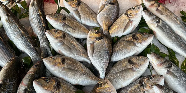 Sıcak hava Karadeniz’de balığı etkiledi
