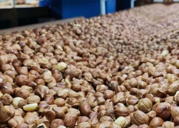 Fındık ihracatından 356 milyon döviz girdisi