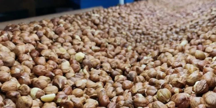 Fındık ihracatından 356 milyon döviz girdisi