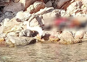 Adada cesetle karşılaştılar