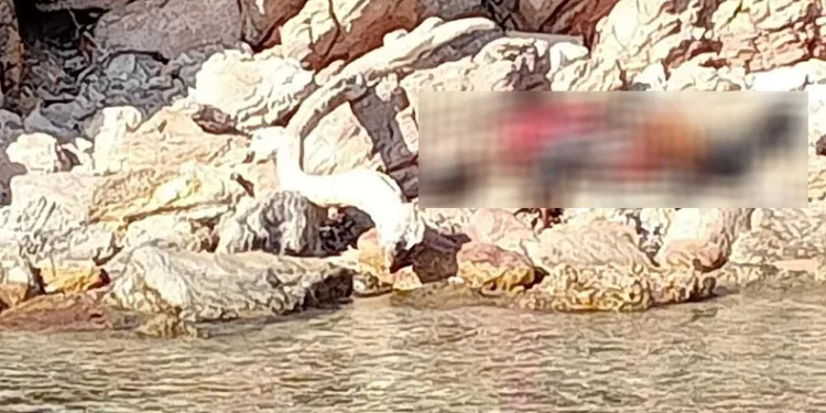 Adada cesetle karşılaştılar