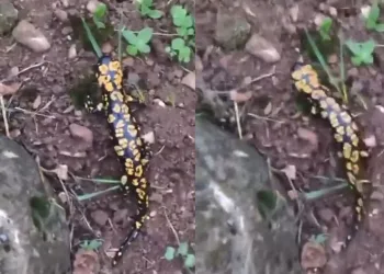 Batman’da Anadolu semenderi görüldü